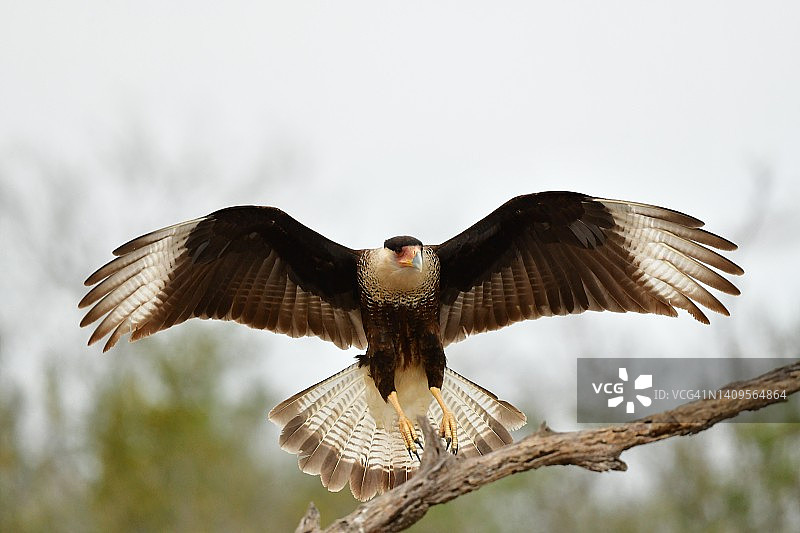 南得克萨斯州冠冕鹰展翅降落图片素材