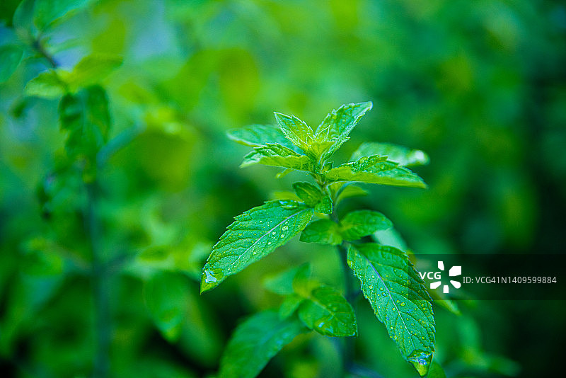 夏季的薄荷植物图片素材