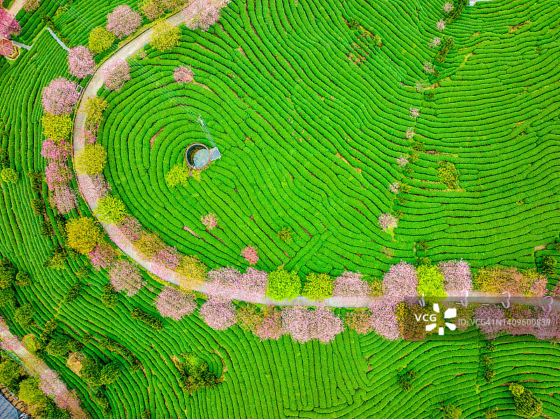 茶园里的粉色花朵图片素材
