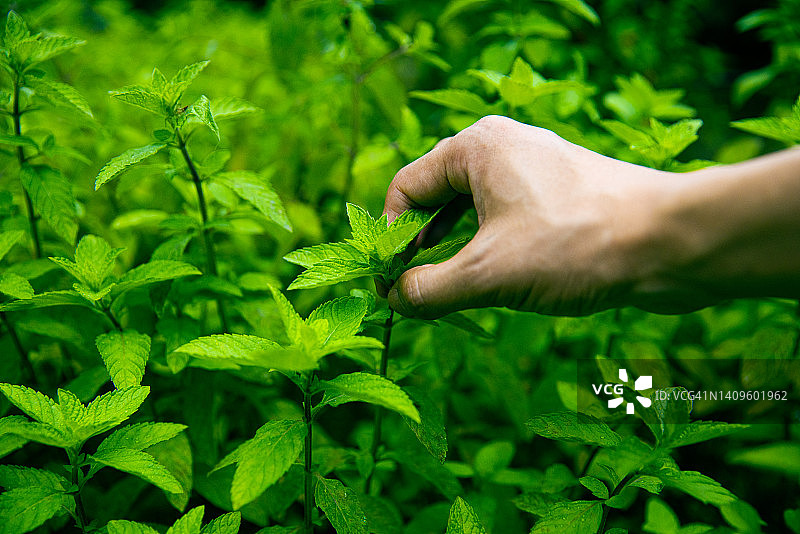 采摘新鲜薄荷叶图片素材