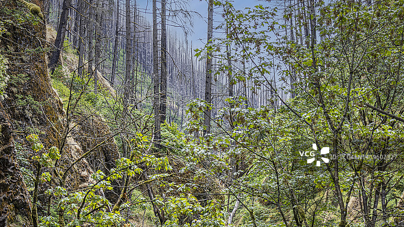 烧毁的树木-俄勒冈州Oneonta Gorge图片素材