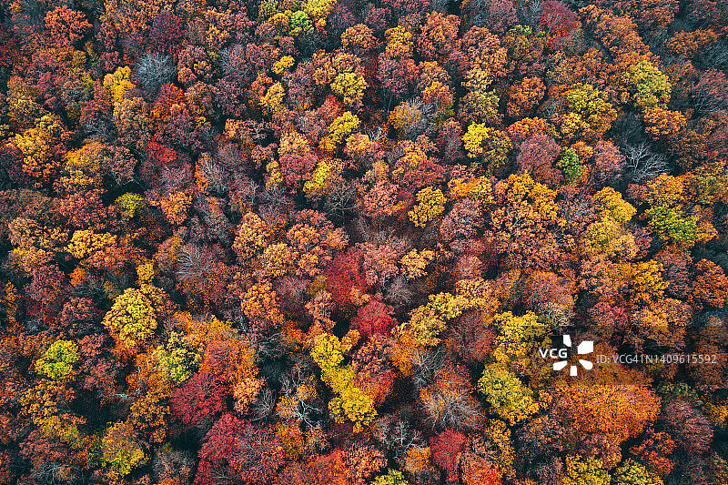 秋季森林的航拍景观图片素材