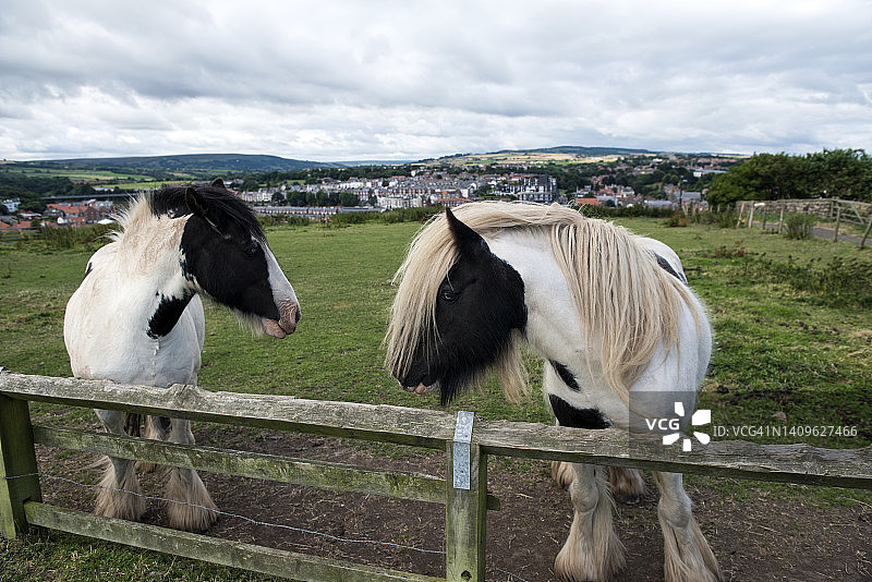 惠特比的两匹吉普赛马特写图片素材
