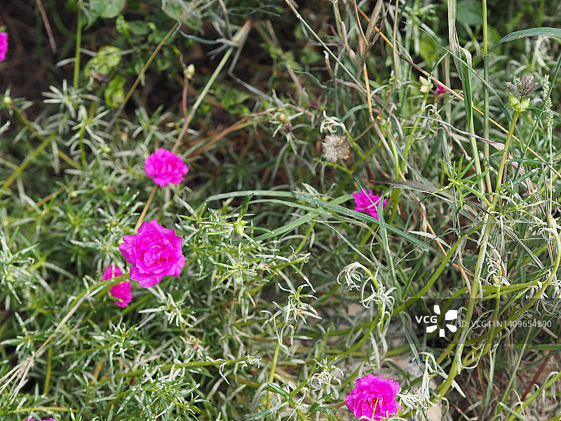 黄色花：太阳花，马齿苋在花园中盛开图片素材