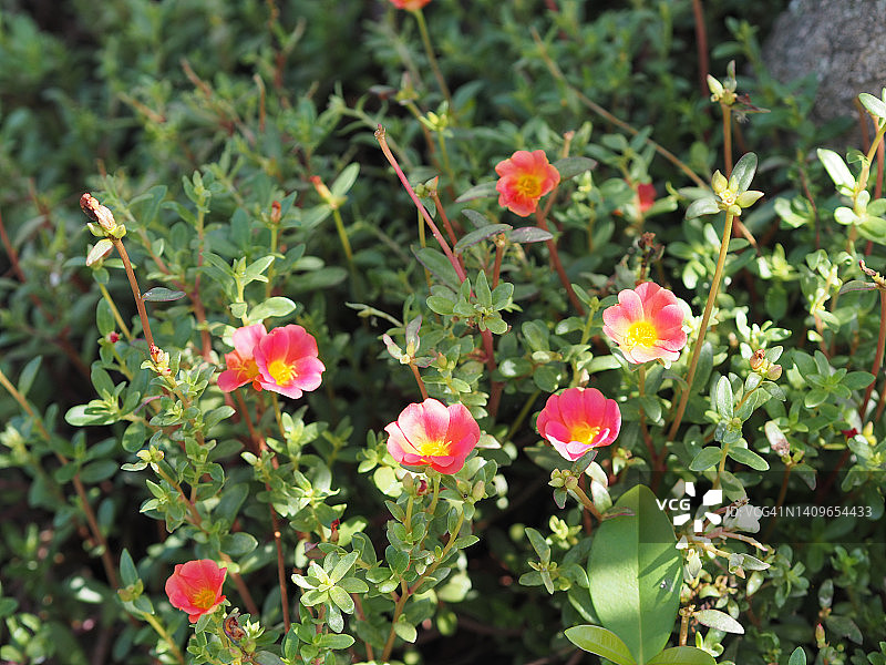 花园里盛开的马齿苋植物，自然背景图片素材