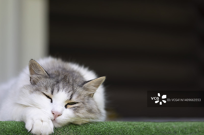 睡着的猫特写图片素材