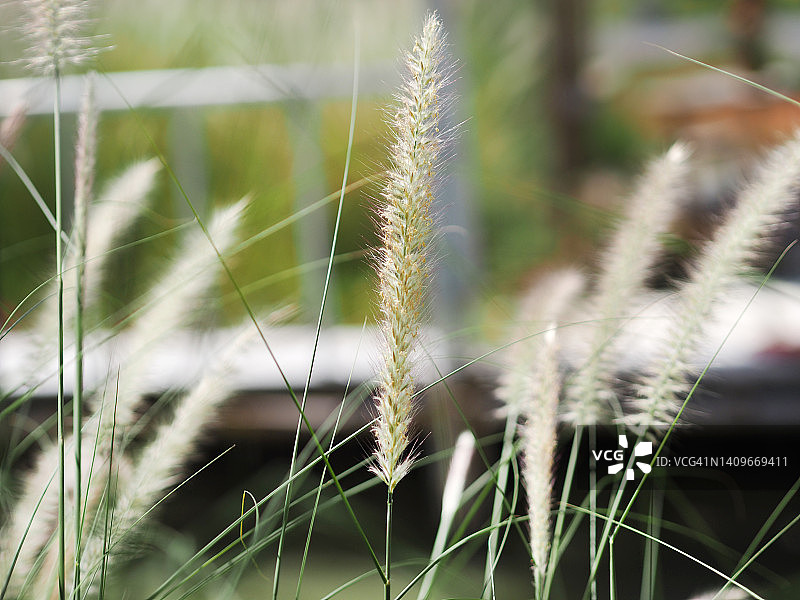 狼尾草：腋生和分枝的圆锥花序，由大量紫色小花组成，附在长长的茎上，外观不是很蓬松的自然背景图片素材