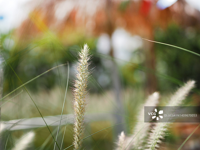 狼尾草：腋生和分枝的圆锥花序，由大量紫色小花组成，附在长长的茎上，外观不是很蓬松的自然背景图片素材