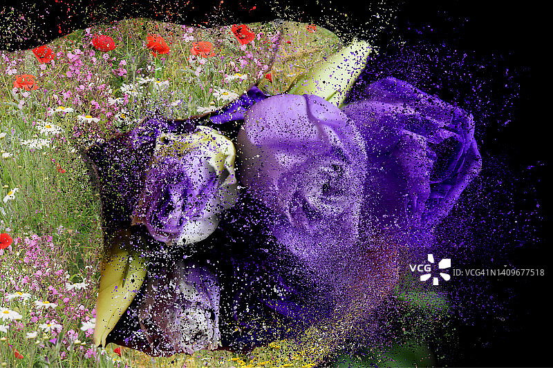 爆炸（创意花卉）图片素材