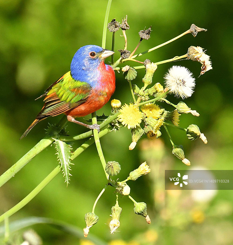 森林中的彩绘鹀图片素材