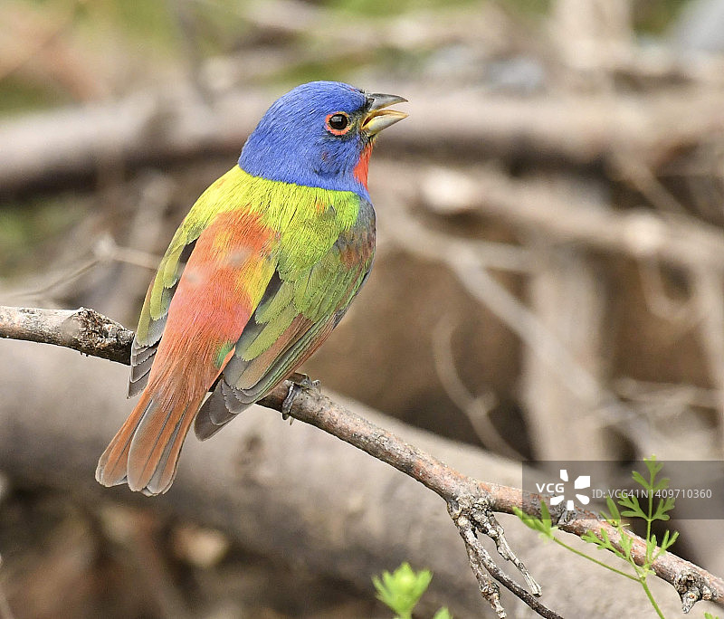 森林中的彩鹀肖像图片素材