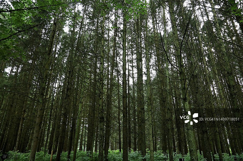 仰望天空的松树图片素材