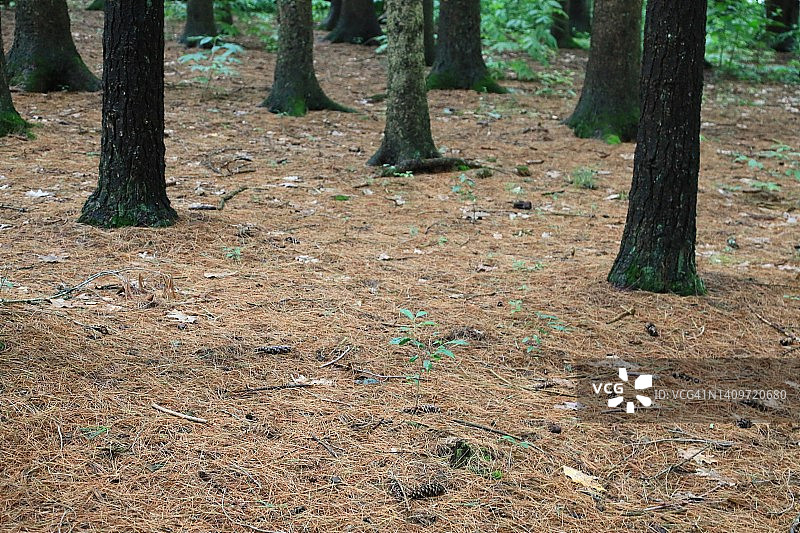 落在地上的松针图片素材
