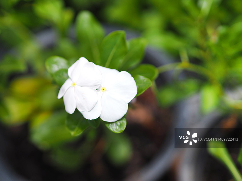 白色长春花图片素材