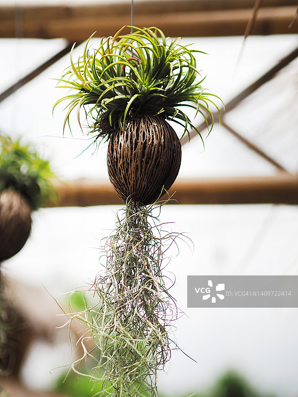 挂在椰子壳上的松萝铁兰图片素材