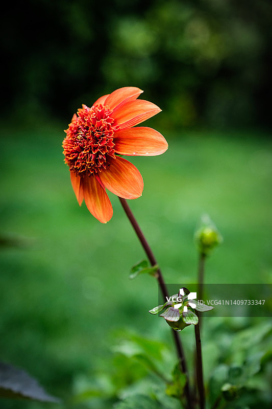 盛开的美丽大丽花图片素材