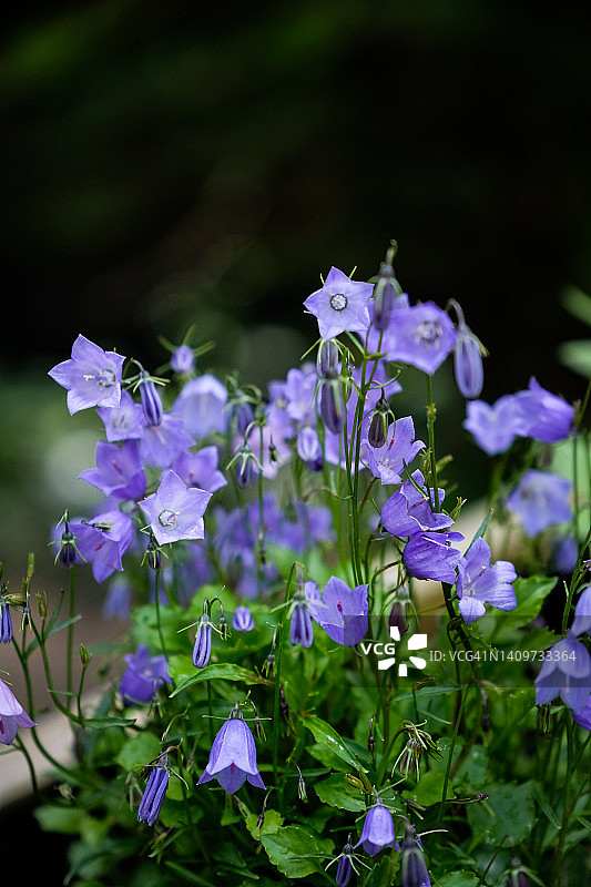 圆叶风铃草特写图片素材