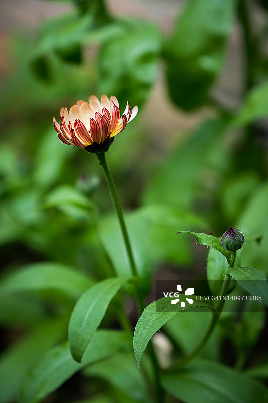 金盏花“日落Buff”图片素材