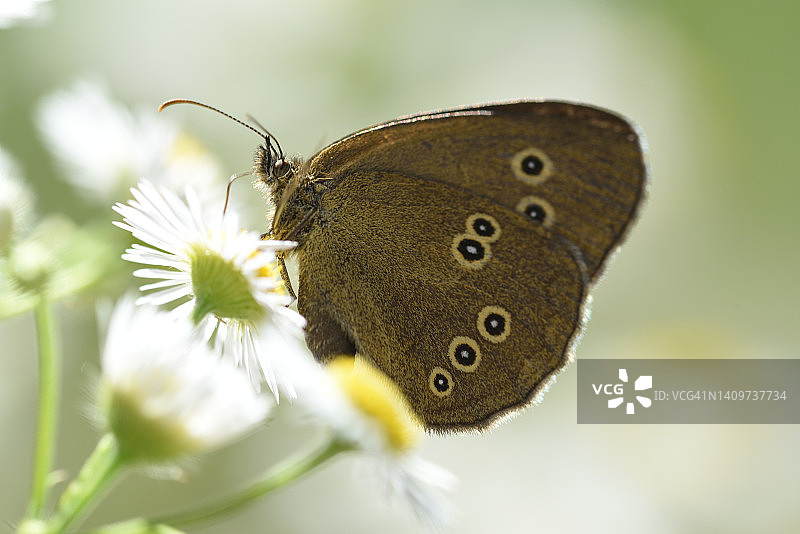 褐色的森林鸟图片素材