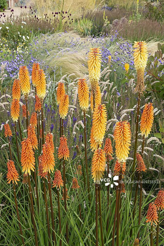 七月混合花园中的火把莲图片素材