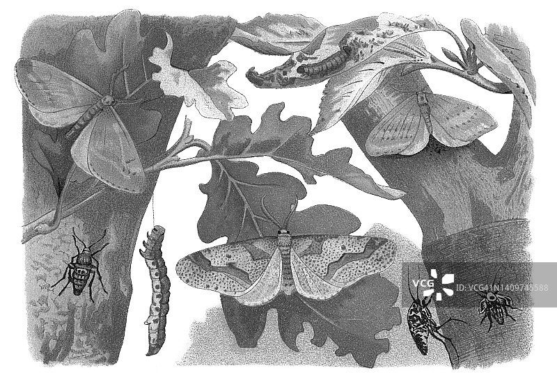 昆虫学古老彩色石印：冬尺蛾、边缘尺蛾和霜尺蛾图片素材