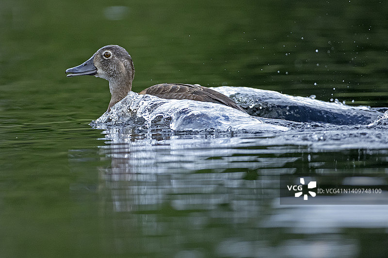遭到老鹰袭击后飞走的环颈鸭图片素材