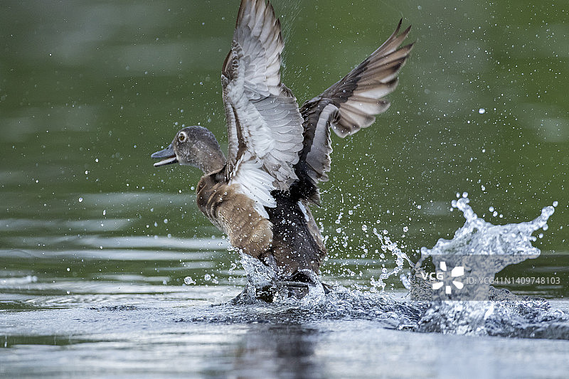 遭到老鹰袭击后飞走的环颈鸭图片素材