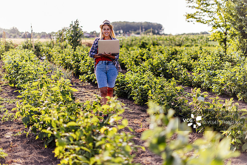 在覆盆子田里的女农民照片图片素材