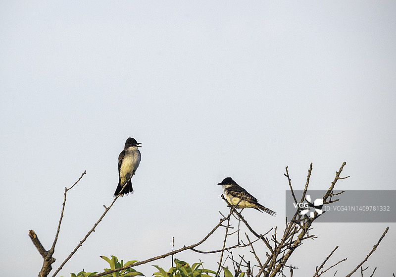 纽约长岛火岛国家海岸的王鹟图片素材