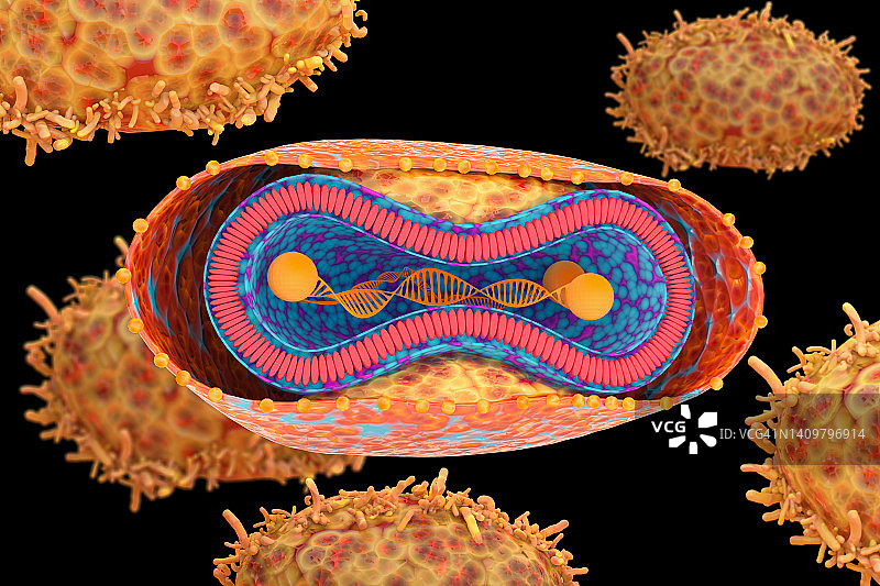 猴痘病毒结构图片素材