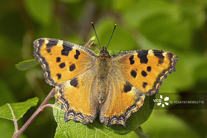 大型蛱蝶图片素材