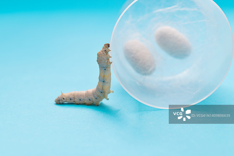 蚕在盒子里吐丝图片素材