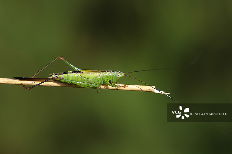 resting on a grass stem in a meadow.图片素材