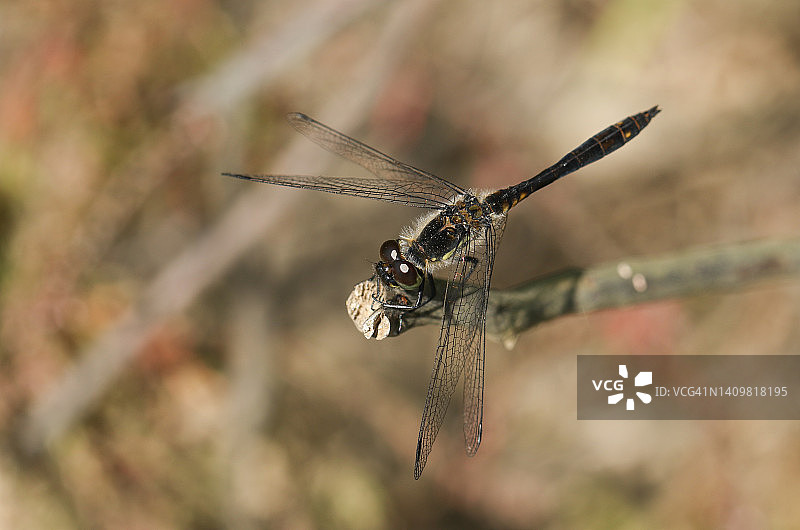 栖息在沼泽边缘树枝上的雄性黑 dart 蜻蜓图片素材