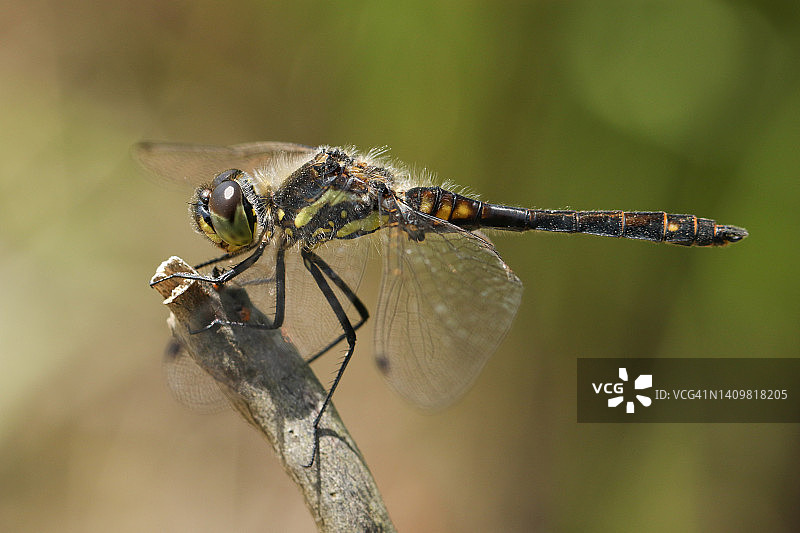 栖息在沼泽边缘树枝上的雄性黑 dart 蜻蜓图片素材