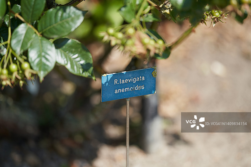 金樱子图片素材