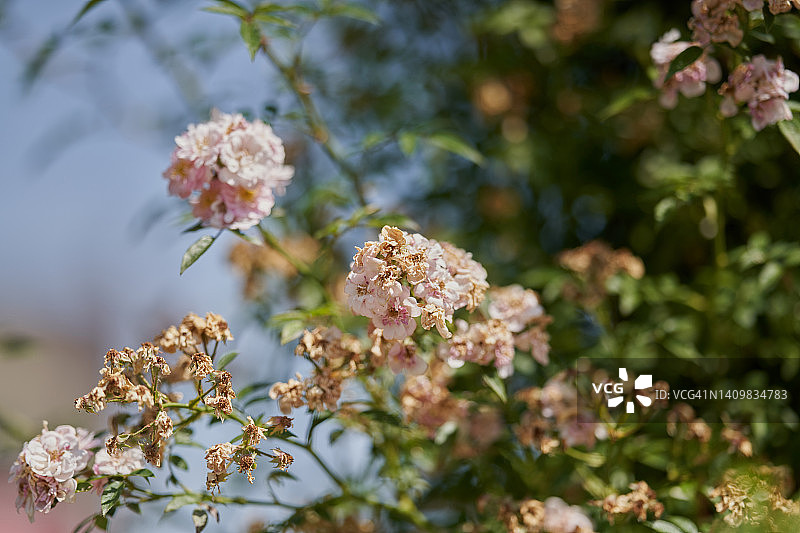 圣菲亚克弗洛里班达玫瑰图片素材
