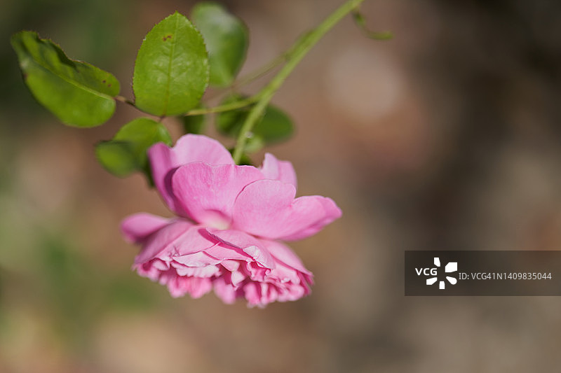 玛丽·罗斯·柯德斯玫瑰图片素材