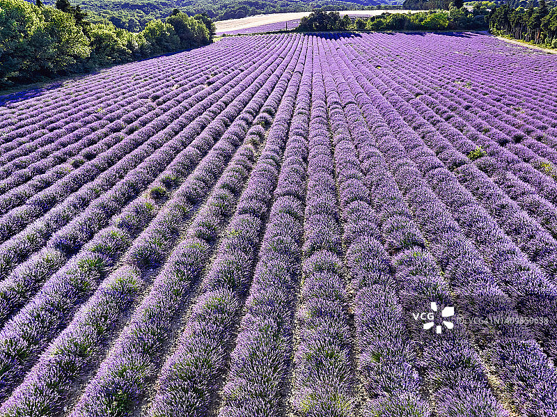 法国德龙普罗旺斯的薰衣草田图片素材
