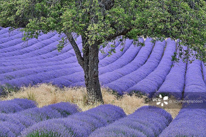法国德龙普罗旺斯的薰衣草田图片素材