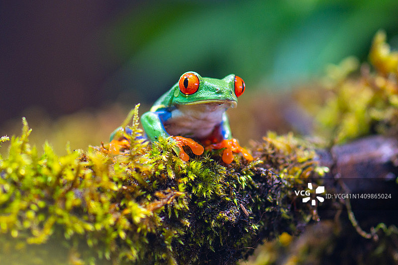 苔藓中色彩鲜艳的青蛙图片素材