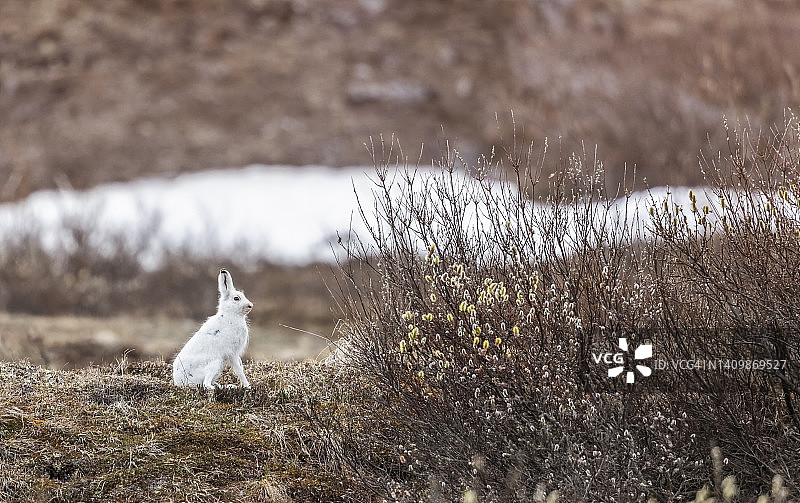 阿拉斯加野兔图片素材
