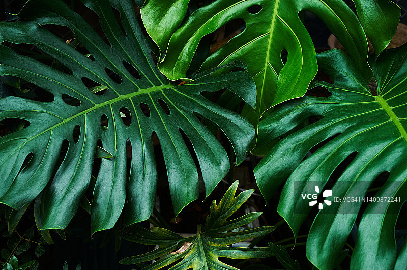 雨林中海芋的深绿色叶子图片素材