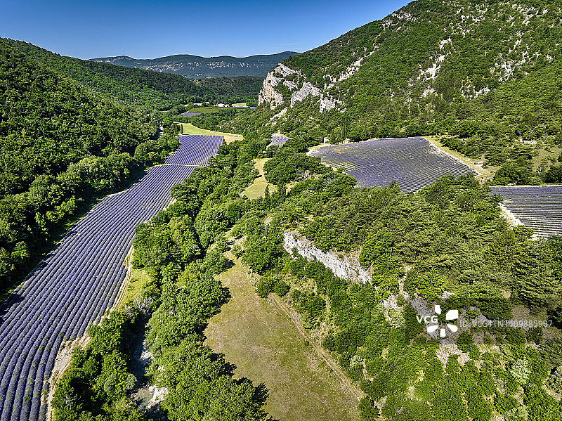 法国德龙省普罗旺斯的薰衣草田图片素材