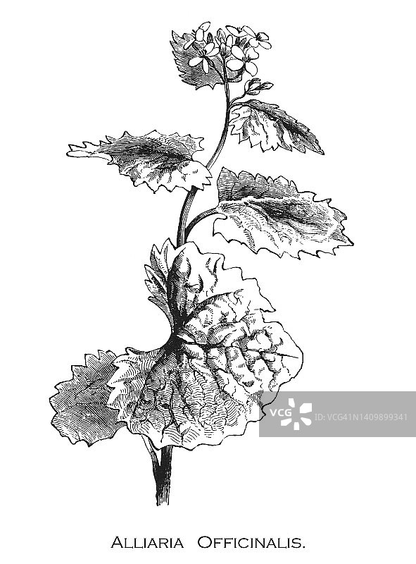 蒜芥古老插图图片素材