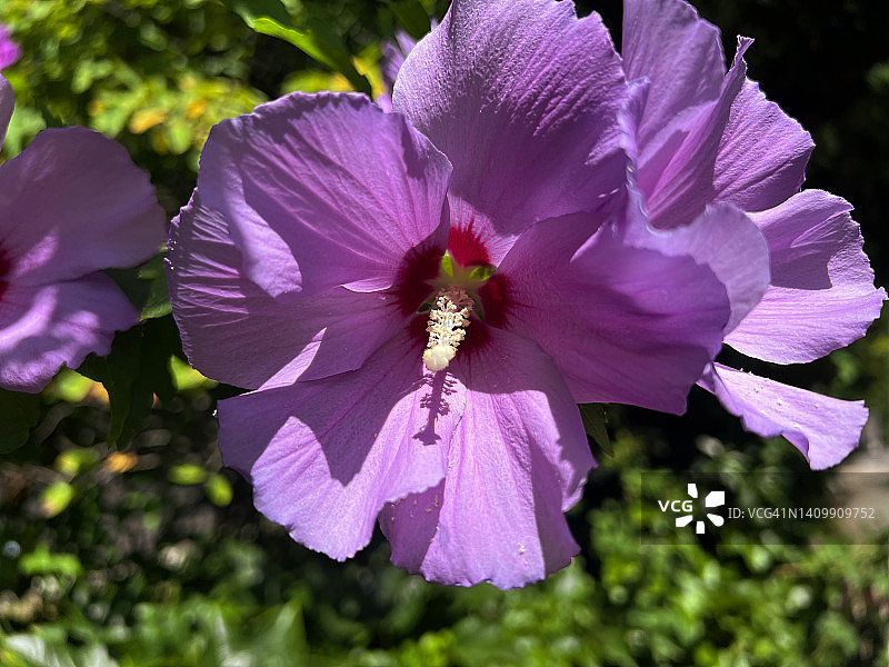 盛开的木槿花特写图片素材