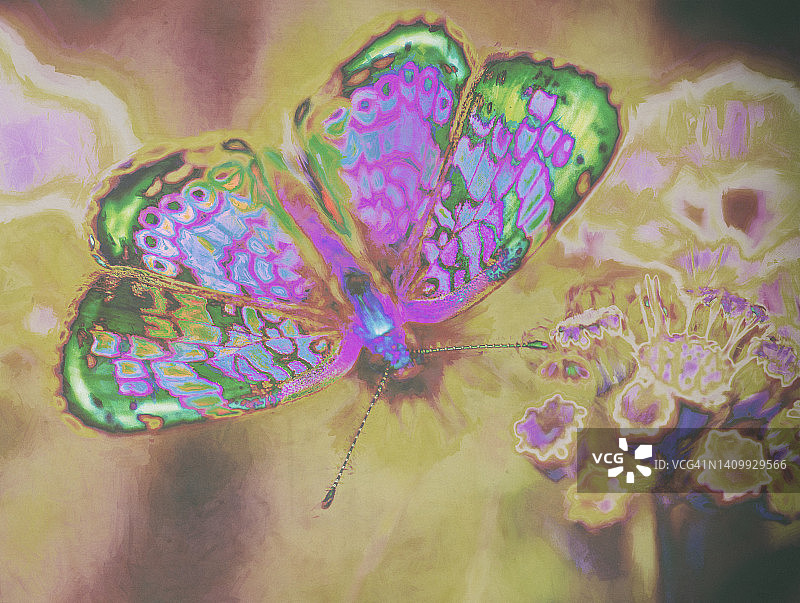 色彩鲜艳的蝴蝶抽象背景图片素材