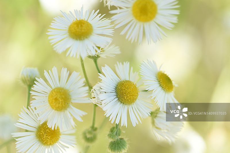 盛开的雏菊图片素材