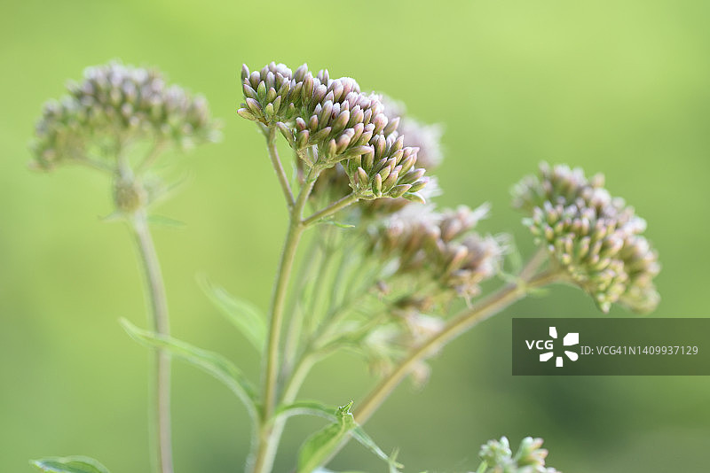 风轮菜图片素材