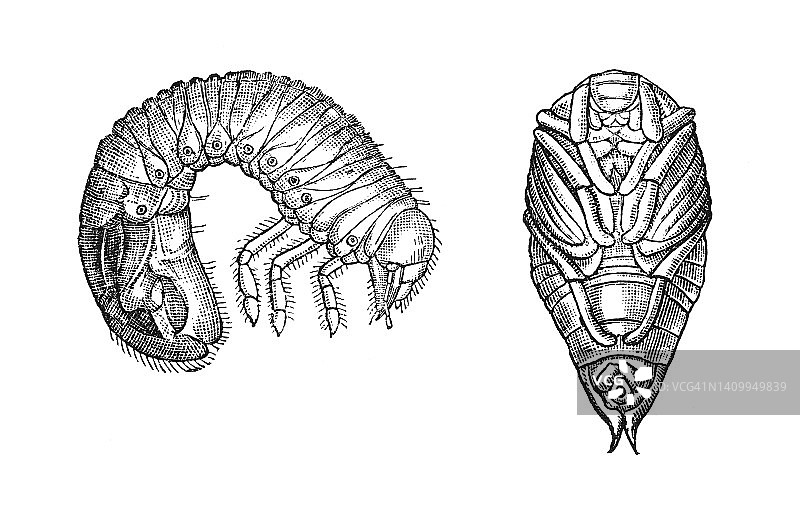旧版雕刻插画：昆虫学 欧洲金龟子图片素材